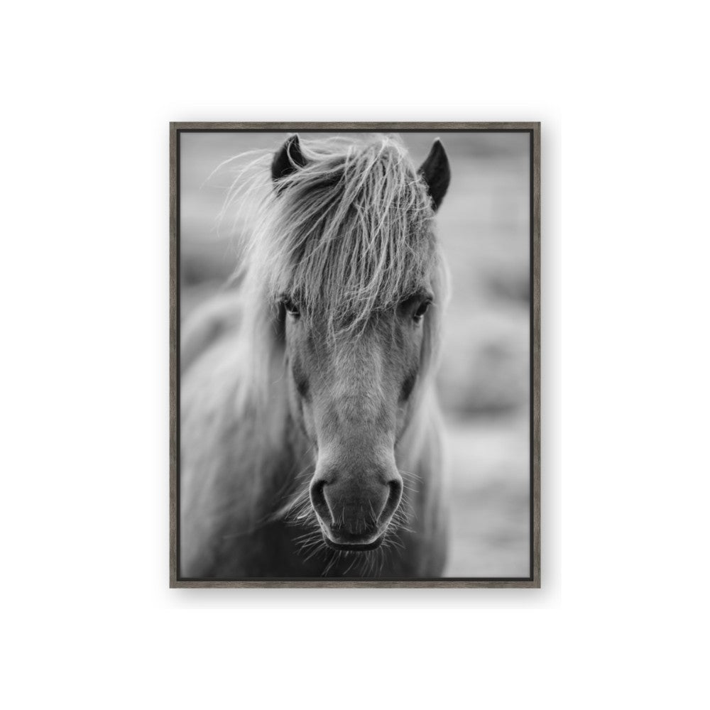 Icelandic Horse in Black and White