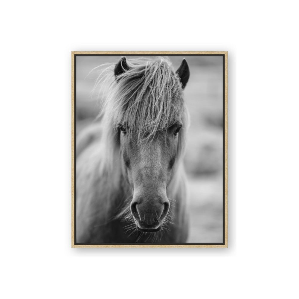 Icelandic Horse in Black and White