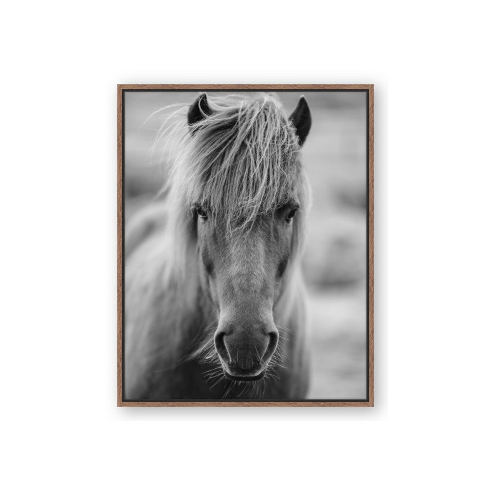 Icelandic Horse in Black and White
