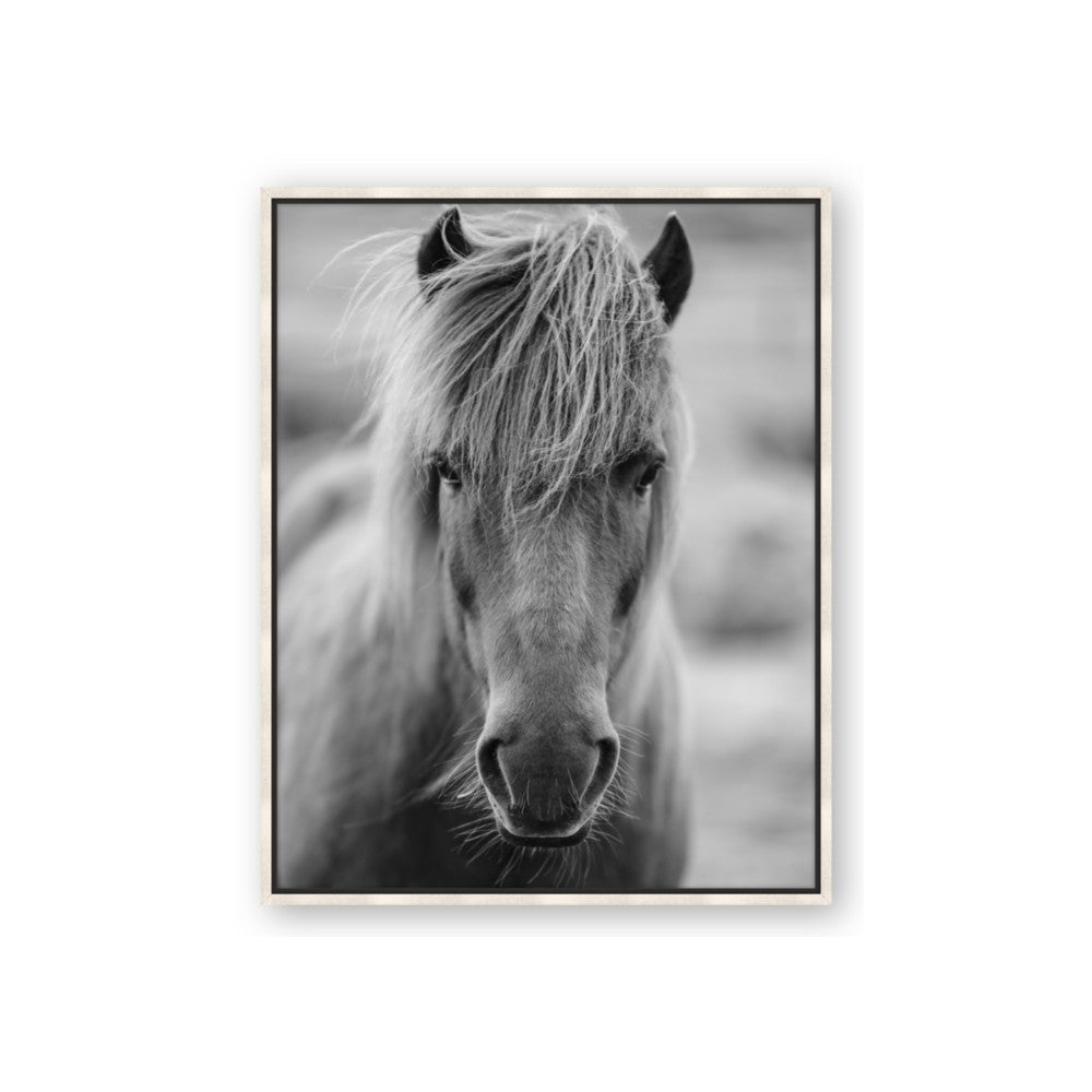 Icelandic Horse in Black and White