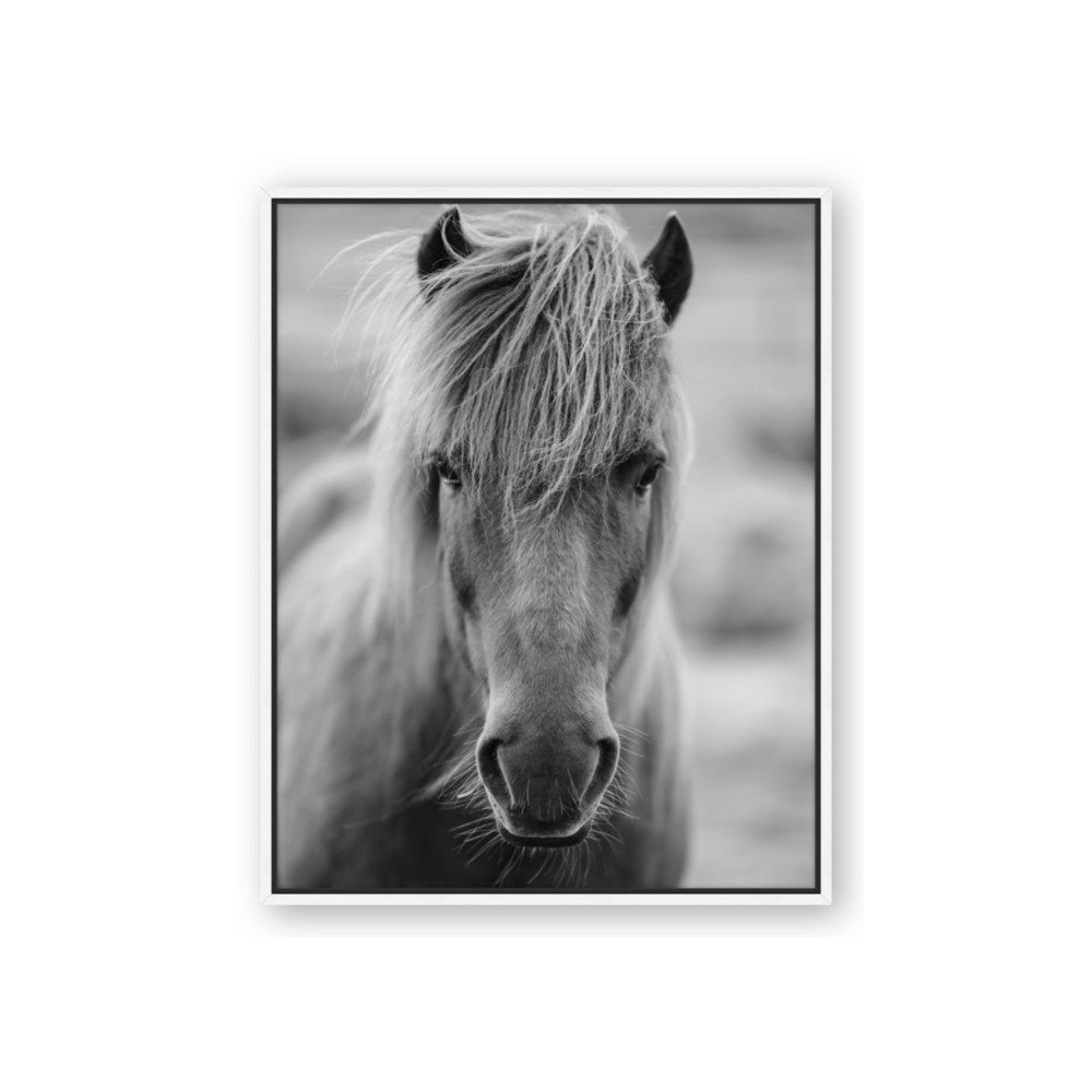 Icelandic Horse in Black and White