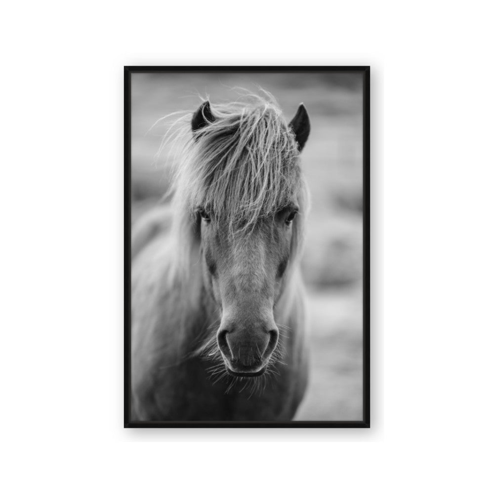 Icelandic Horse in Black and White