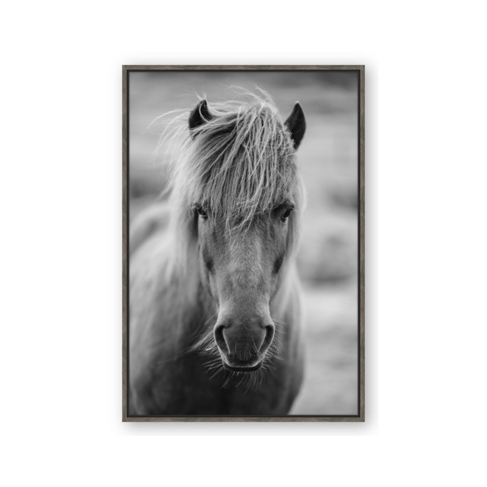 Icelandic Horse in Black and White