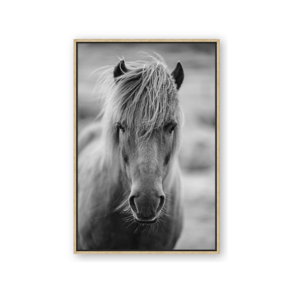 Icelandic Horse in Black and White