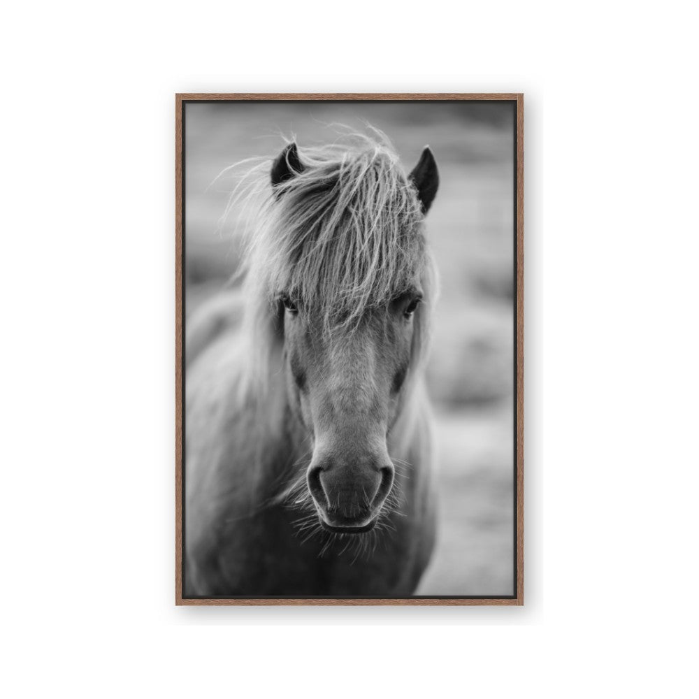 Icelandic Horse in Black and White