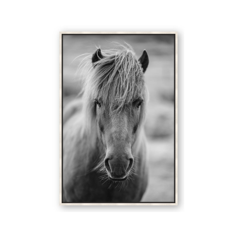 Icelandic Horse in Black and White
