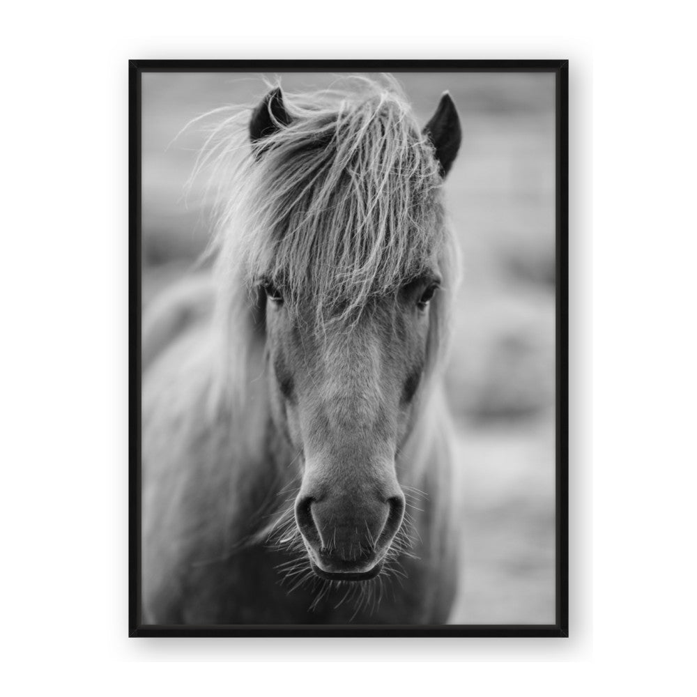 Icelandic Horse in Black and White