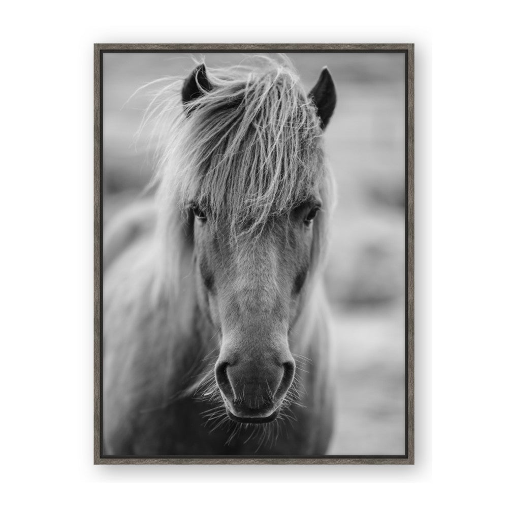 Icelandic Horse in Black and White