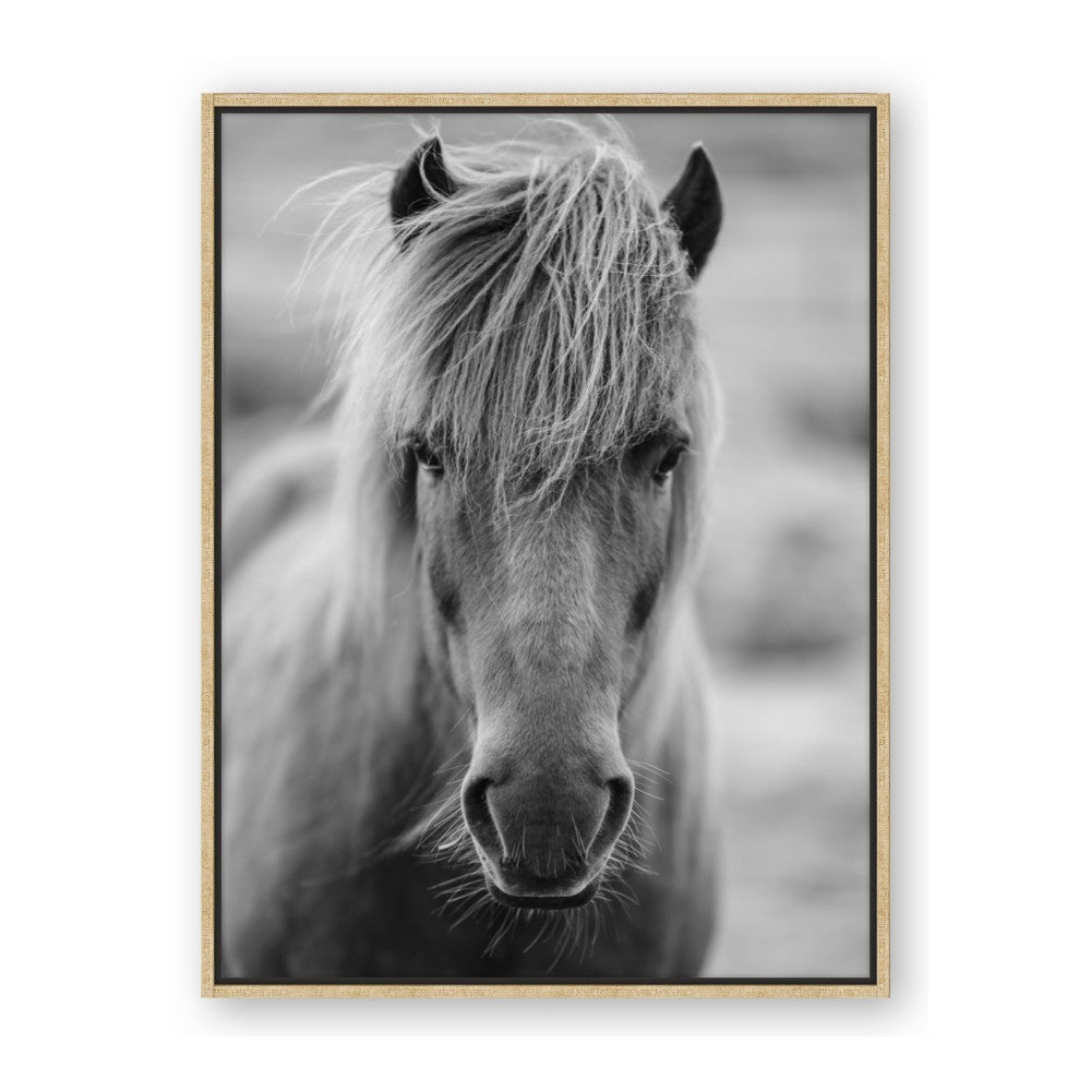 Icelandic Horse in Black and White