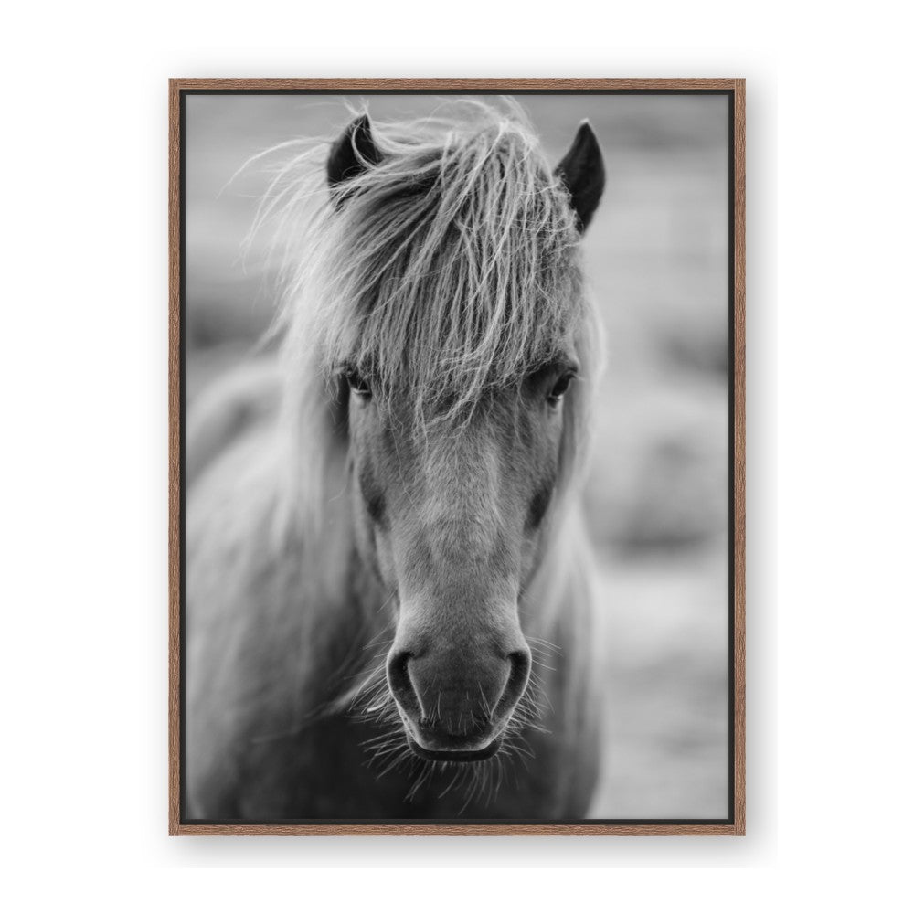 Icelandic Horse in Black and White