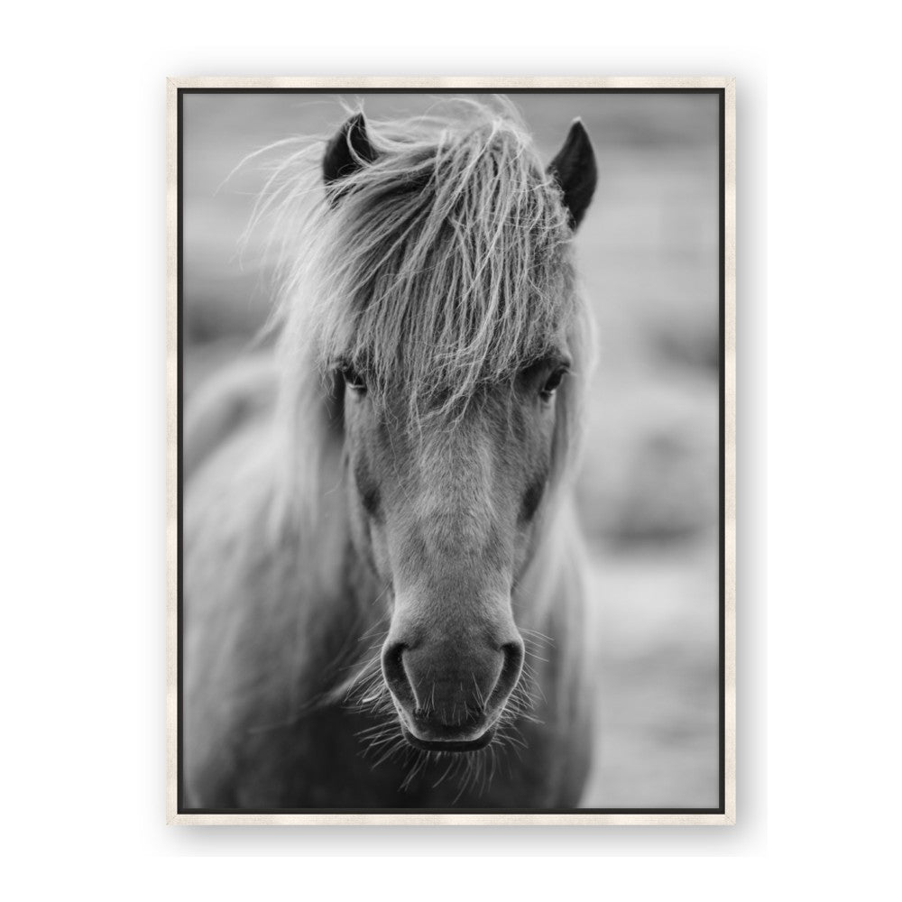 Icelandic Horse in Black and White