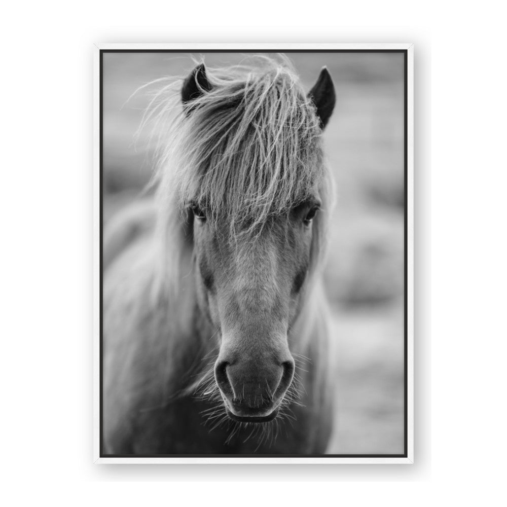 Icelandic Horse in Black and White
