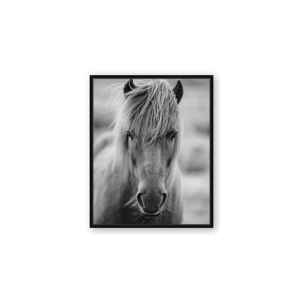 Icelandic Horse in Black and White
