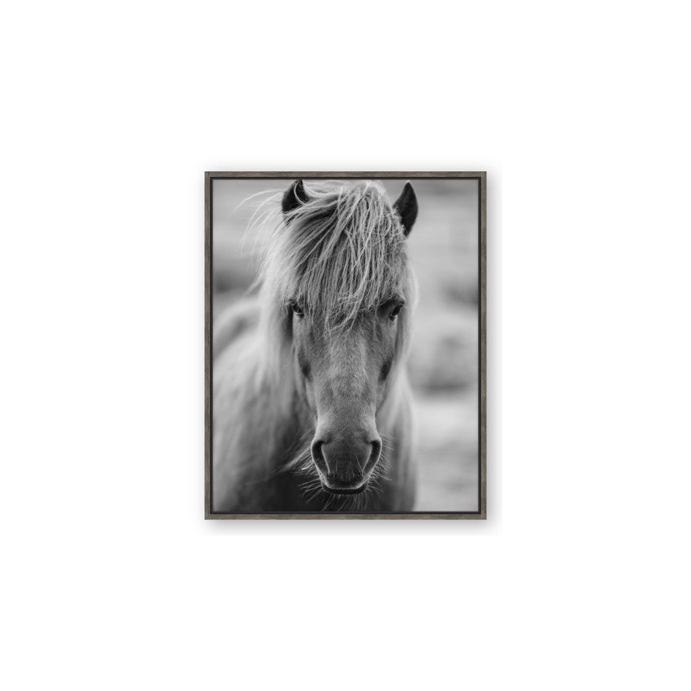 Icelandic Horse in Black and White