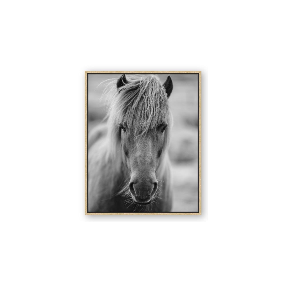 Icelandic Horse in Black and White