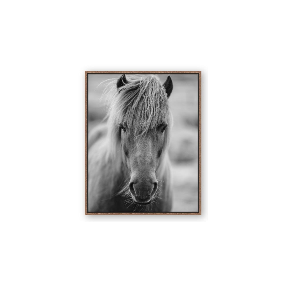 Icelandic Horse in Black and White