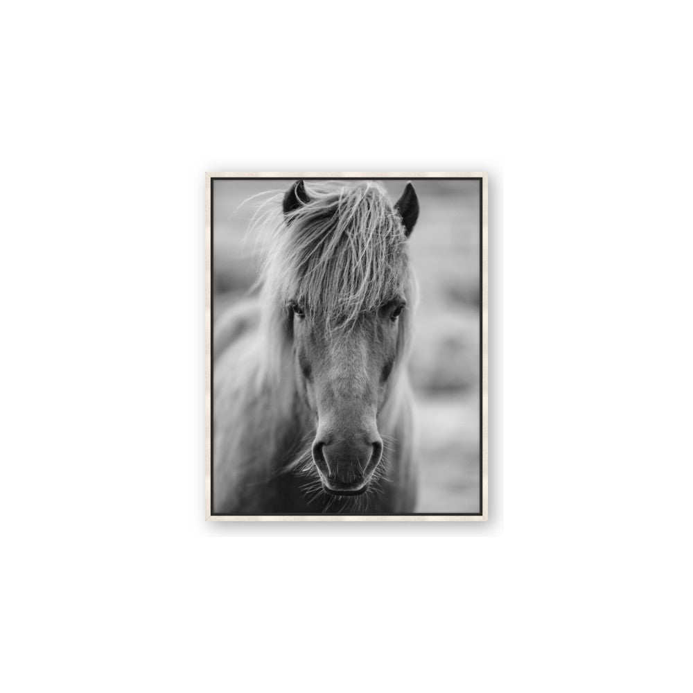 Icelandic Horse in Black and White