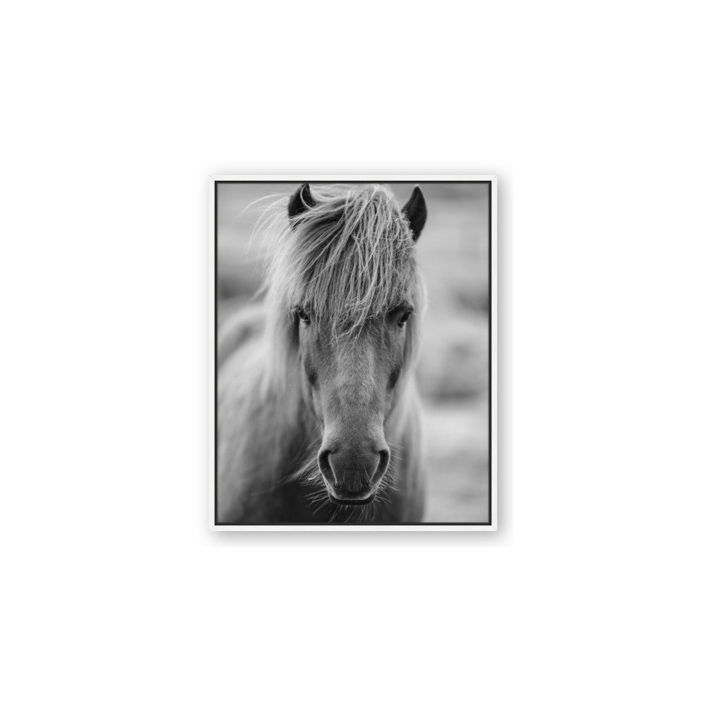 Icelandic Horse in Black and White