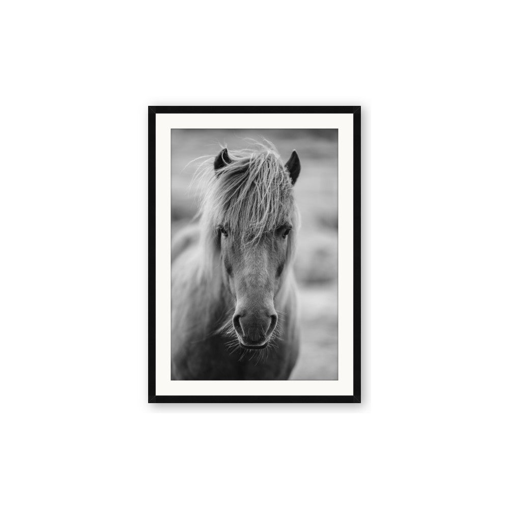 Icelandic Horse in Black and White