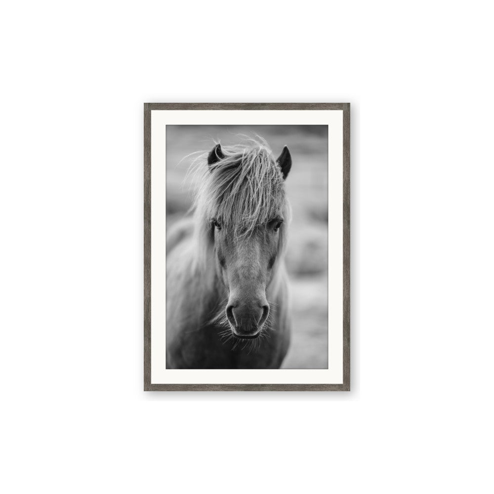 Icelandic Horse in Black and White