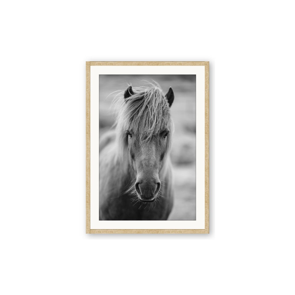 Icelandic Horse in Black and White