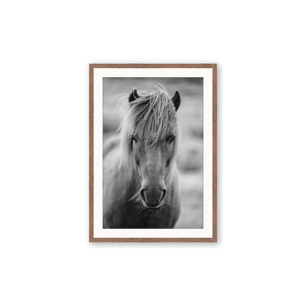 Icelandic Horse in Black and White