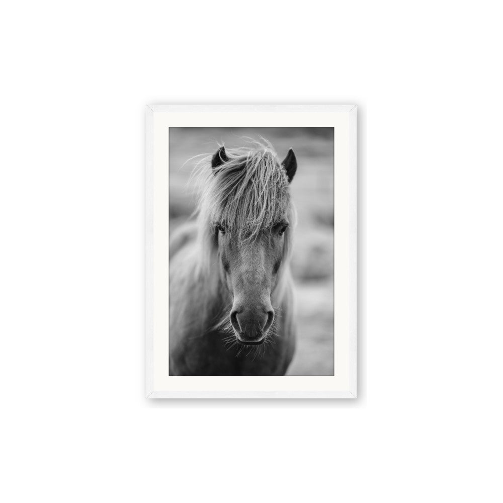 Icelandic Horse in Black and White