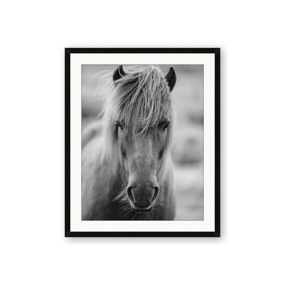 Icelandic Horse in Black and White