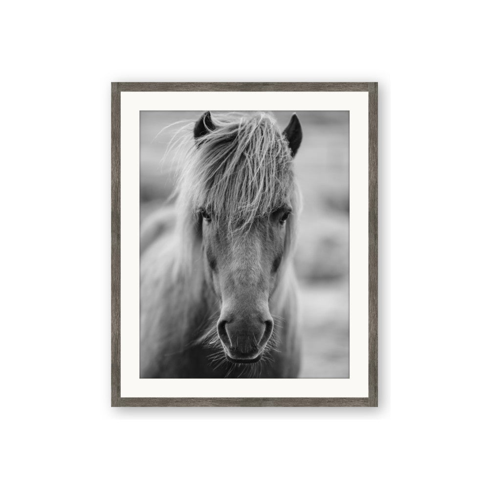 Icelandic Horse in Black and White
