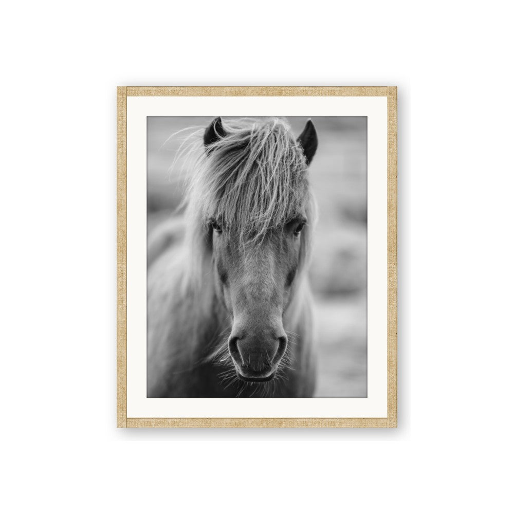 Icelandic Horse in Black and White