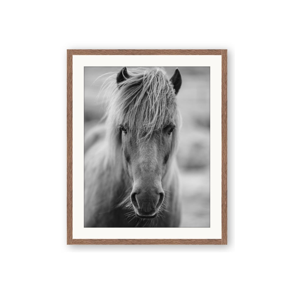 Icelandic Horse in Black and White