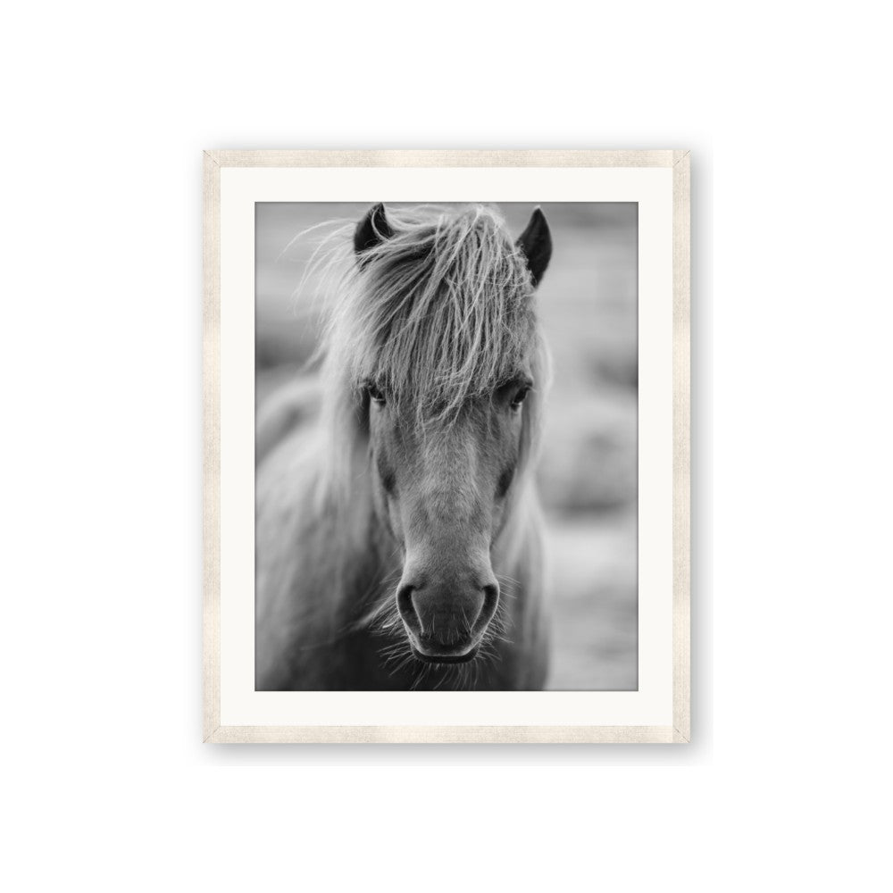 Icelandic Horse in Black and White