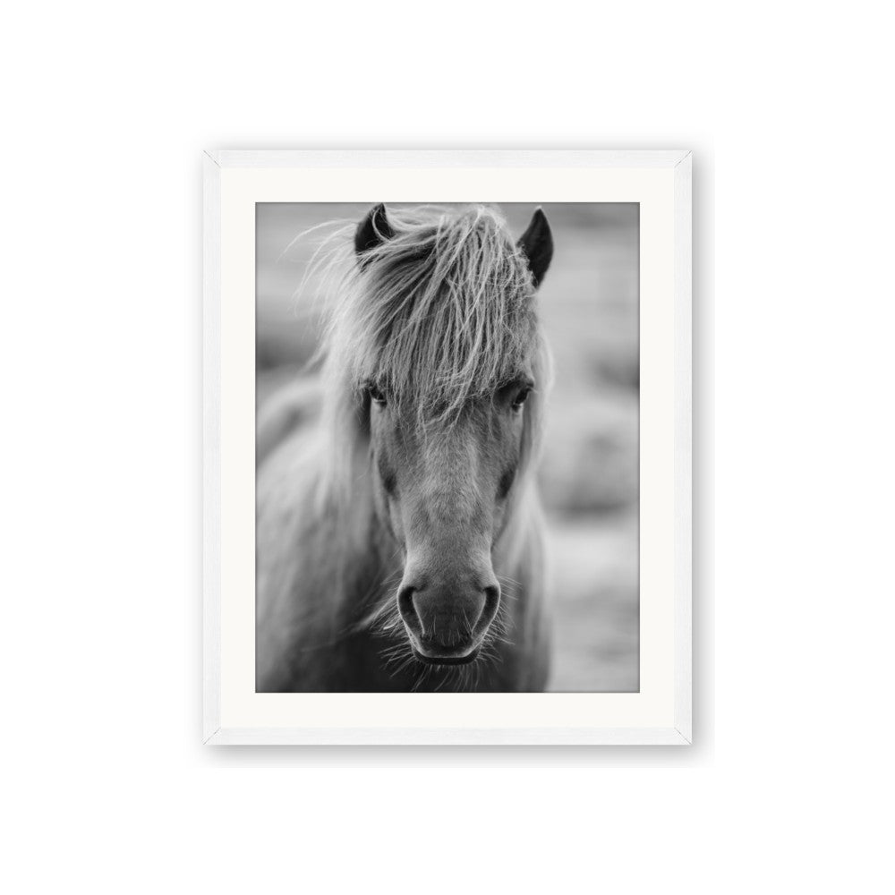 Icelandic Horse in Black and White