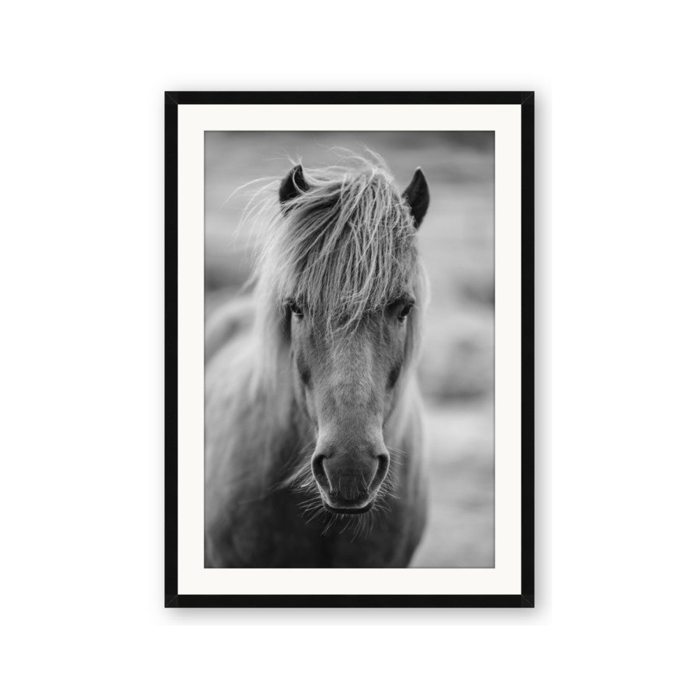 Icelandic Horse in Black and White