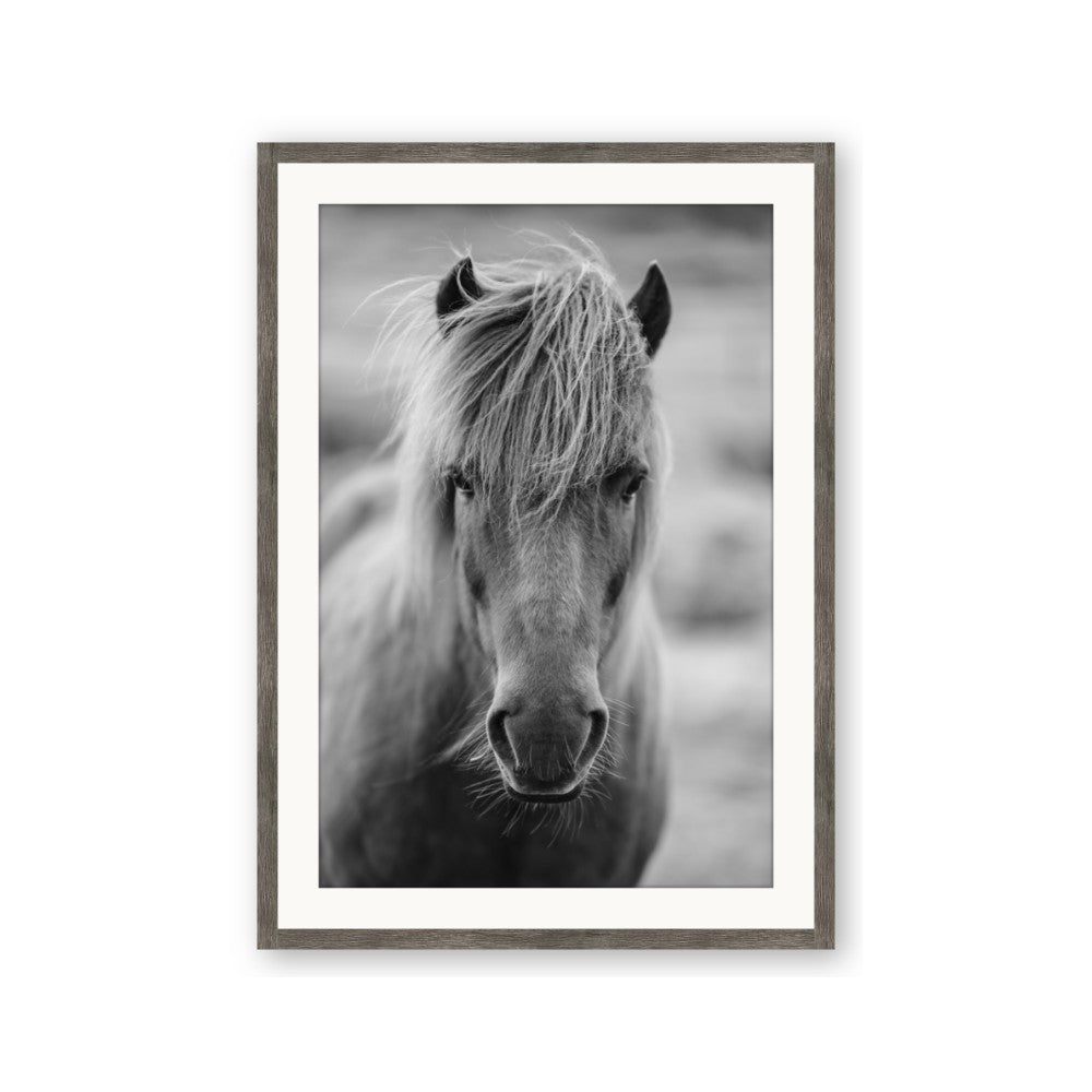 Icelandic Horse in Black and White