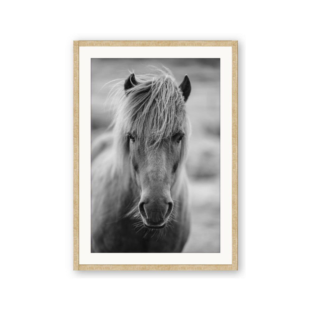 Icelandic Horse in Black and White