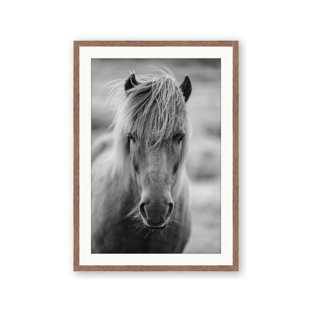 Icelandic Horse in Black and White