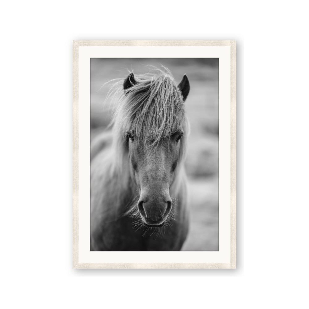 Icelandic Horse in Black and White