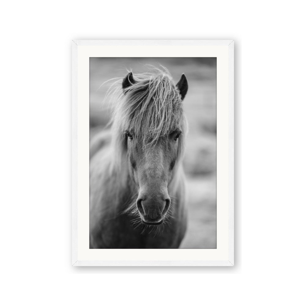 Icelandic Horse in Black and White