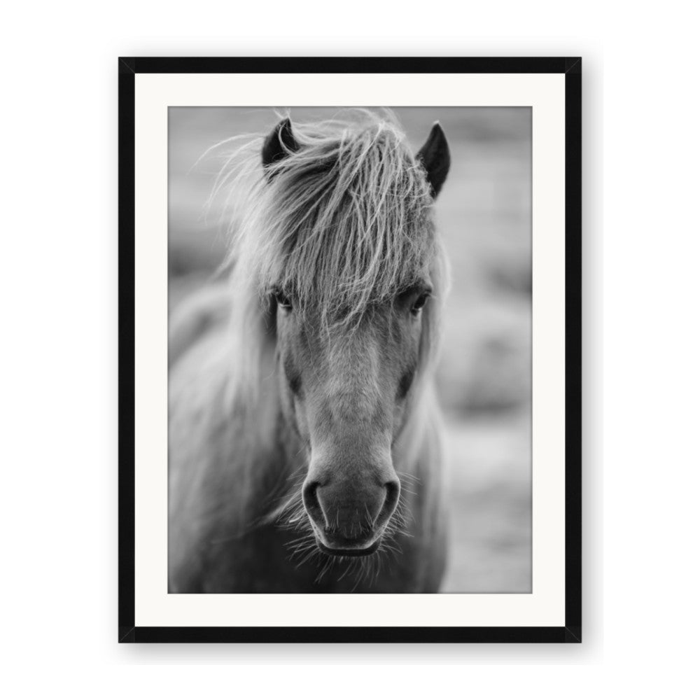 Icelandic Horse in Black and White