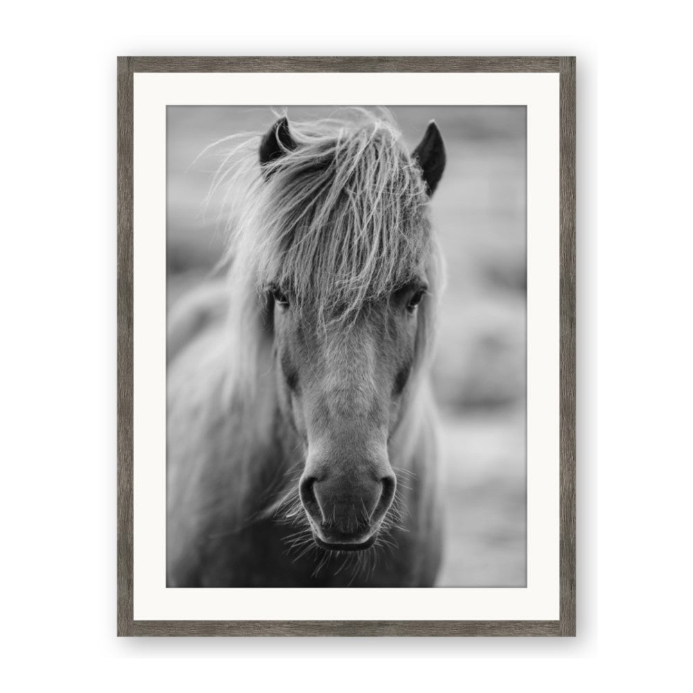 Icelandic Horse in Black and White