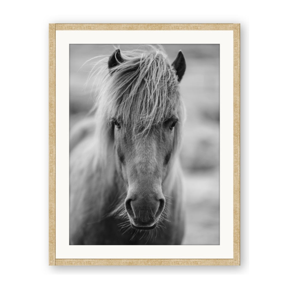Icelandic Horse in Black and White