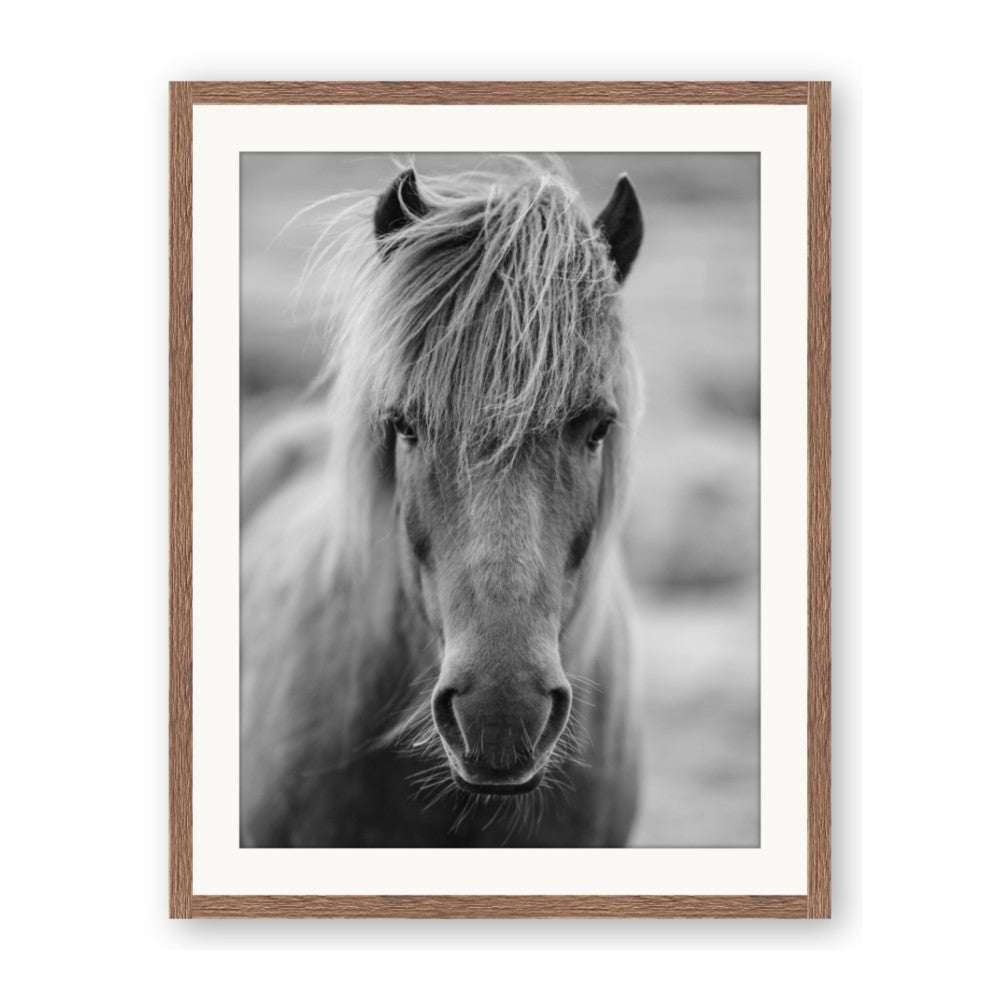 Icelandic Horse in Black and White