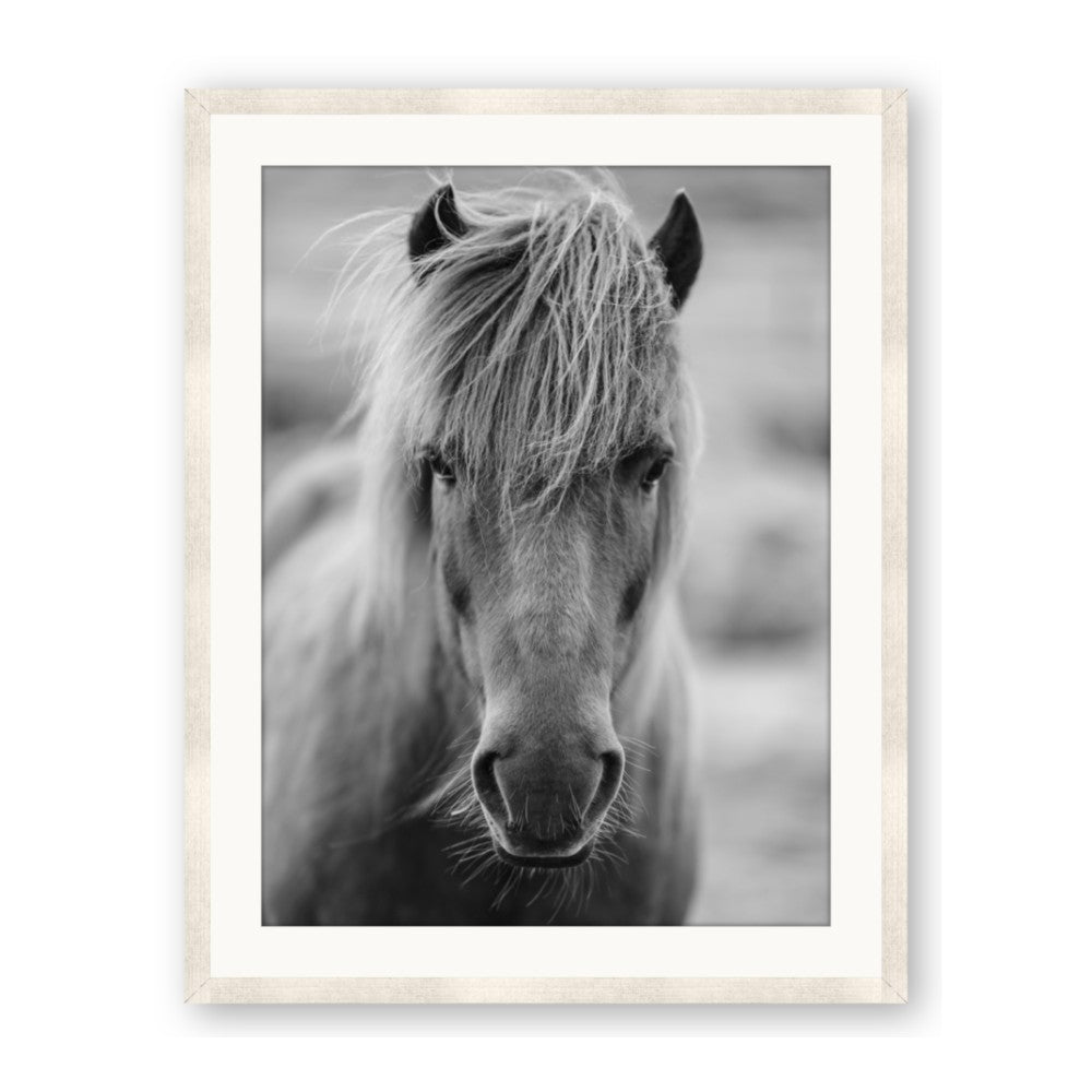 Icelandic Horse in Black and White