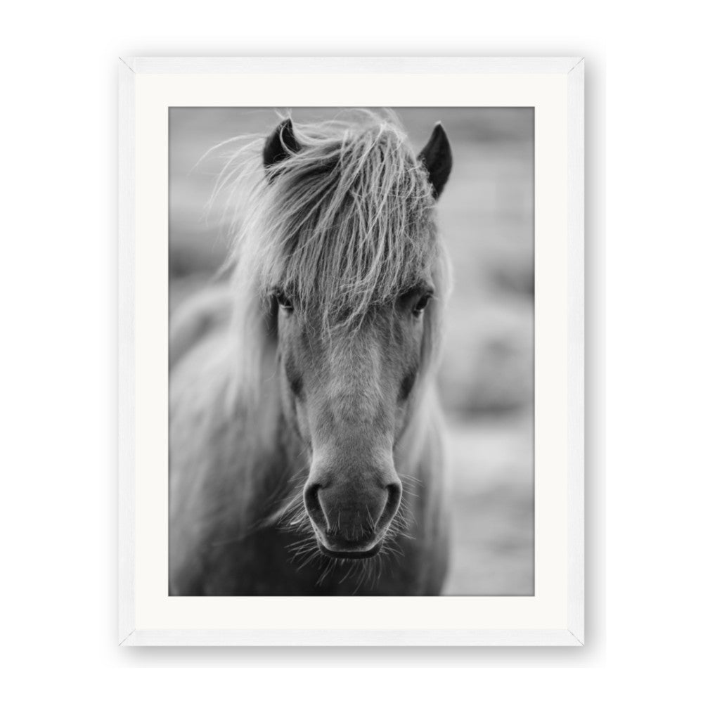 Icelandic Horse in Black and White