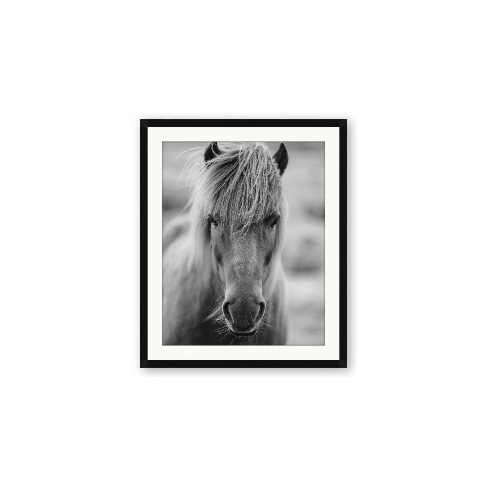 Icelandic Horse in Black and White