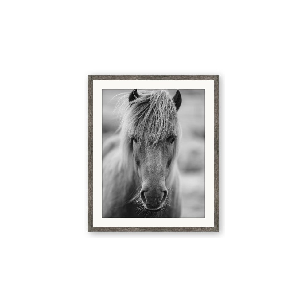 Icelandic Horse in Black and White