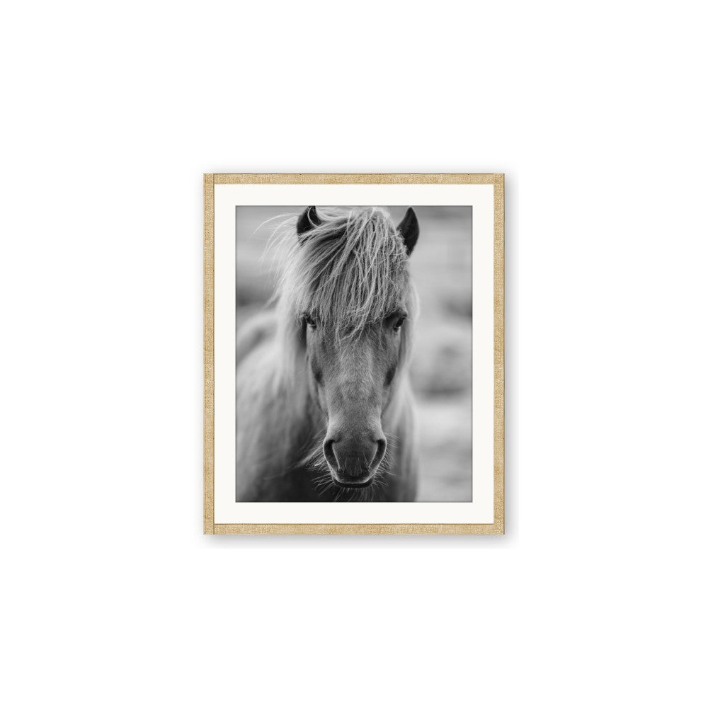 Icelandic Horse in Black and White