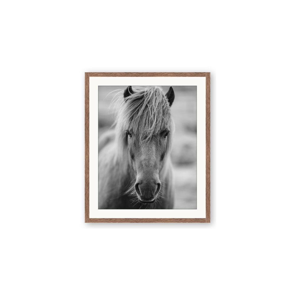 Icelandic Horse in Black and White