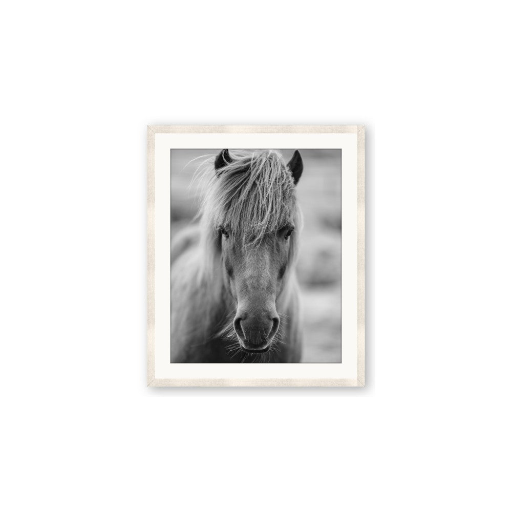 Icelandic Horse in Black and White